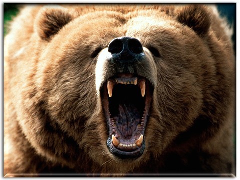 Ours en colère 