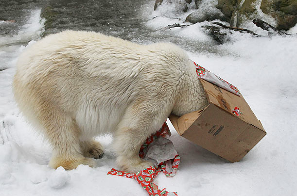 Ours polaire en recherche... 