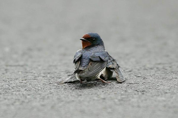 Moineau blessé en état désespéré