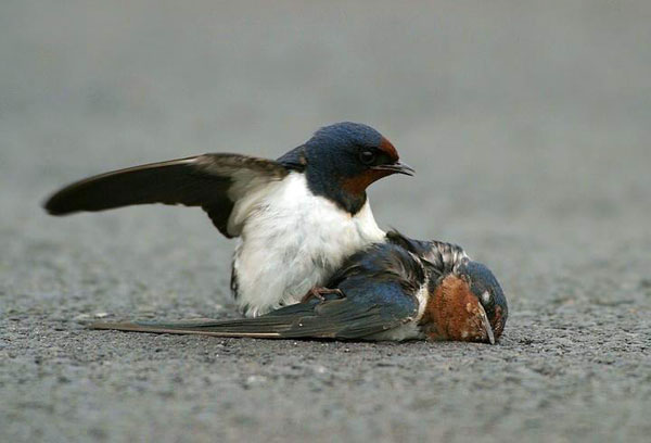 Moineau tentant de mouvoir sa femelle