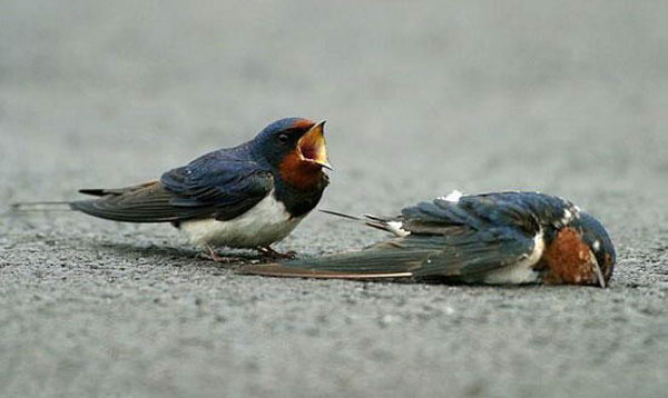 Chagrin de moineau prés de sa femelle