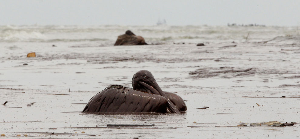 Pélicans bruns englués dans la marée noire bp au large de la Louisiane