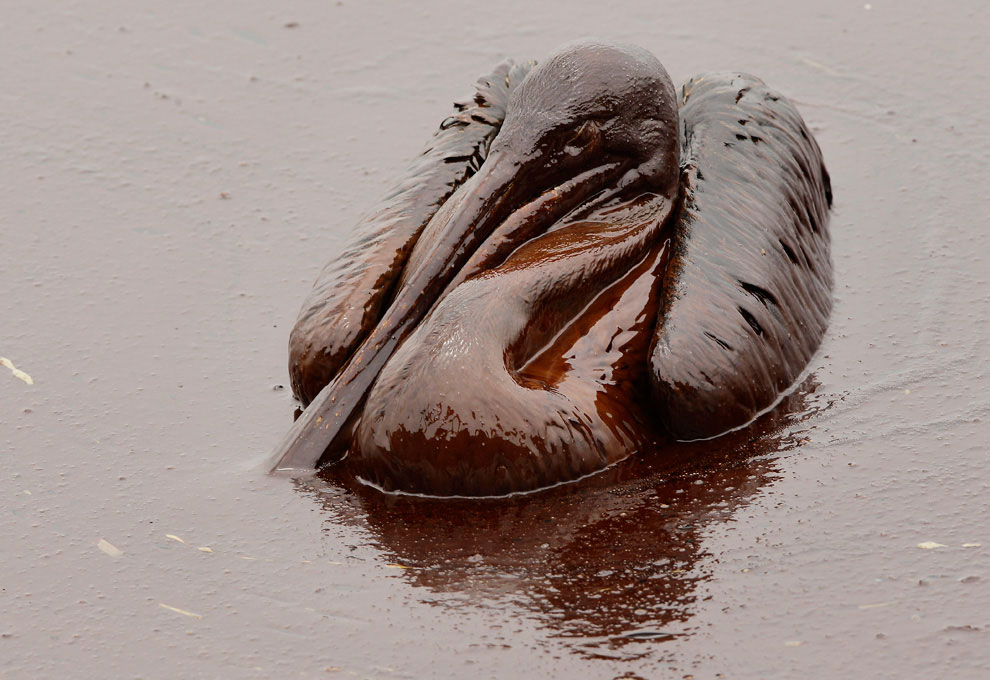 Pélicans bruns englués dans la marée noire bp au large de la Louisiane