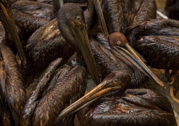 Pélicans bruns englués dans la marée noire bp, en attente de soins, au large de la Louisiane