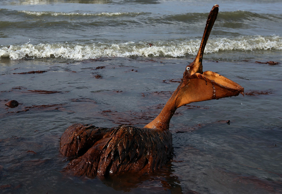 Pélican brun englué dans la marée noire bp au large de la Louisiane