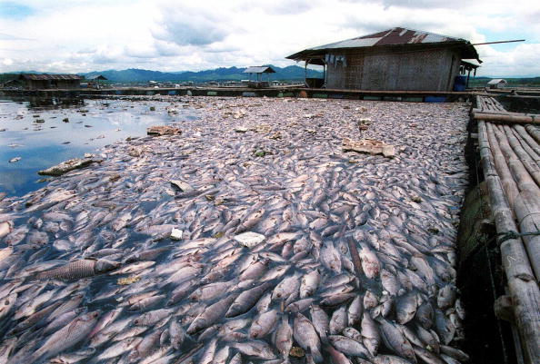 milliers de poissons morts flottant à la surface des eaux