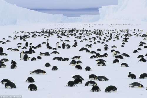 Scène de deuil de masse de manchots empereurs prise par le photographe Daniel J. Cox. 