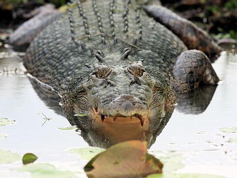 Crocodile dans le Queensland 