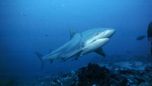 Requin taureau