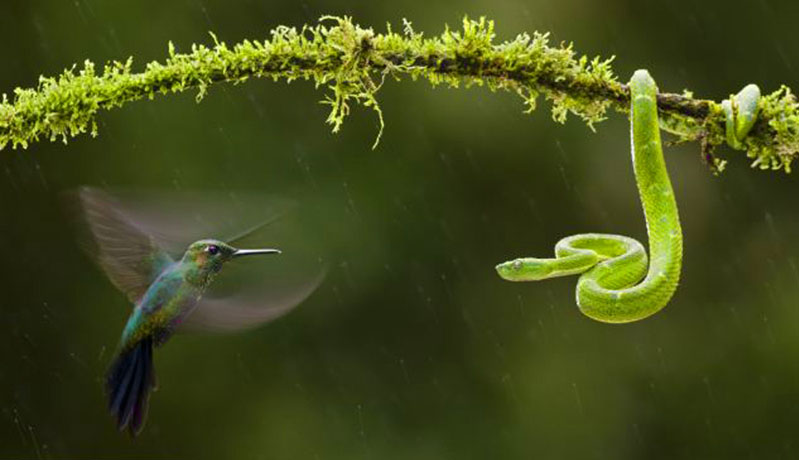 Oiseau-mouche attaquant une vipère verte 