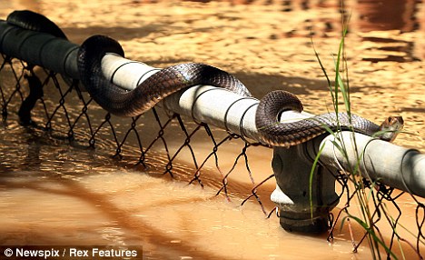 Serpent réfugié sur une barrière à Depot Hill