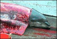 la mer rougie par le massacre de dauphins sur le littoral Japonais