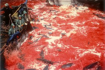 la mer rougie par le massacre de dauphins sur le littoral Japonais