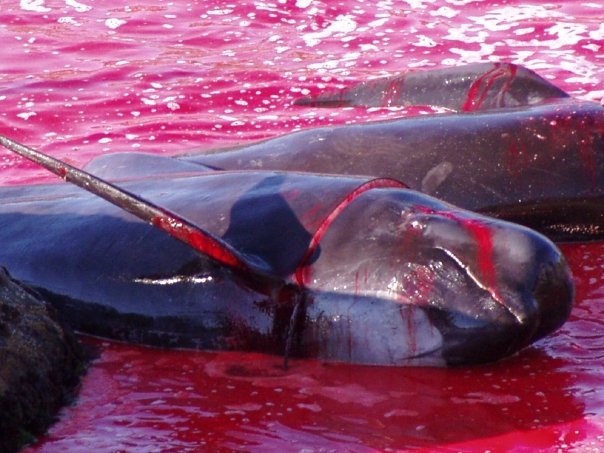 la mer rougie par le massacre de dauphins sur le littoral Japonais