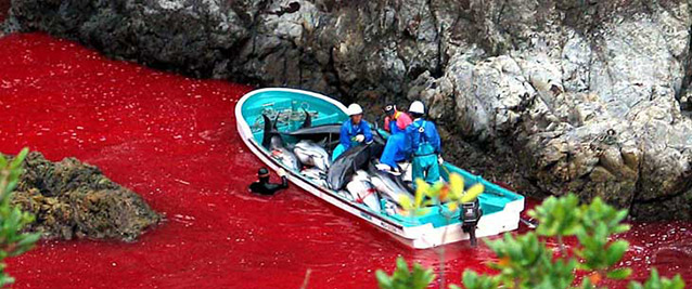 la mer rougie par le massacre de dauphins sur le littoral Japonais