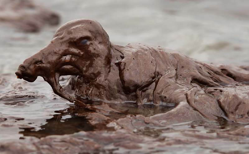 Plongeon mazouté par la marée noire BP en agonie sur les côtes de Louisiane<vide>