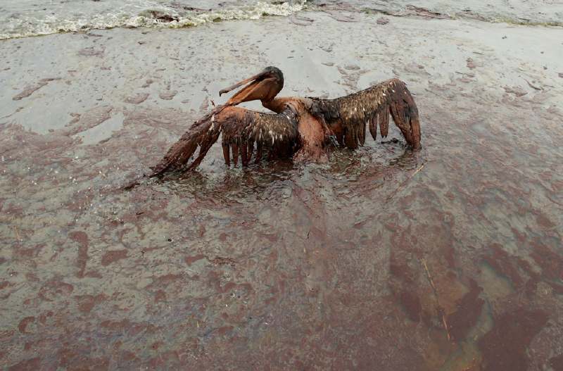 Pélican brun englué dans la marée noire bp au large de la Louisiane