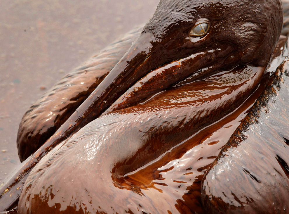 Pélican brun englué dans la marée noire bp au large de la Louisiane