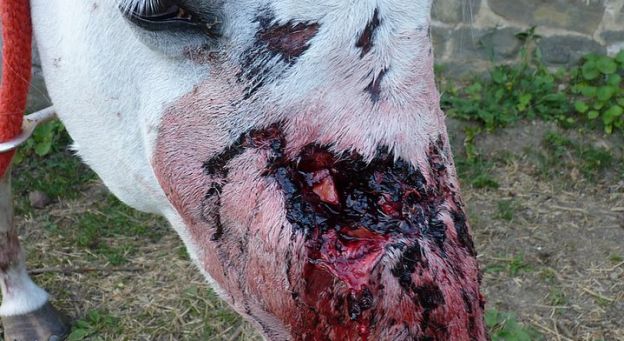 photos d'un cheval et d'une jument martyrisés