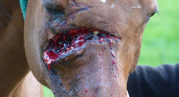 photos d'un cheval et d'une jument martyrisés