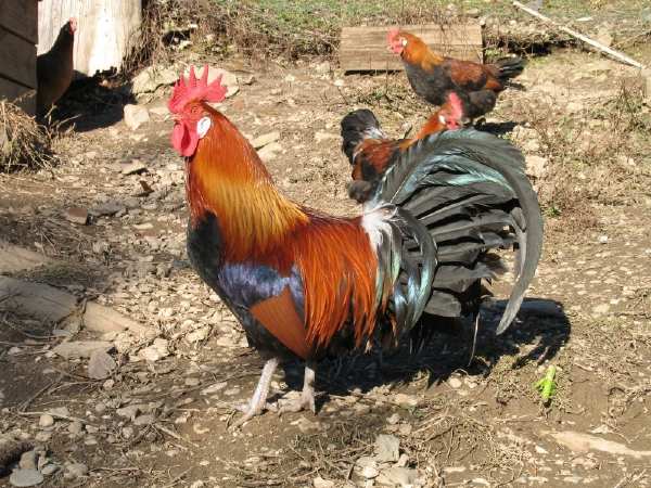 Coq Gaulois doré