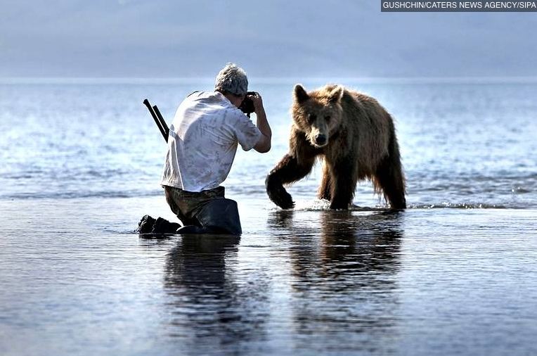 Photographe prenant un ours en photo