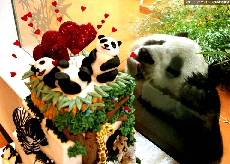 Fête de la Saint Valentin pour animaux...