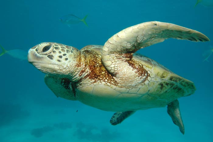 Tortue marine photographiée en Australie