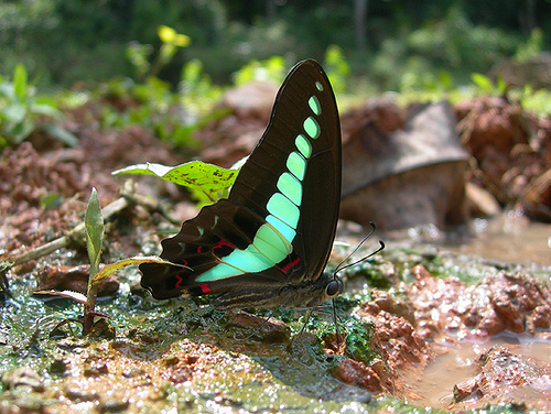 Papillon photographié dans le triangle d'émeraude de Khao-Yai en Thaïlande