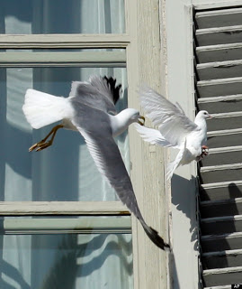 Colombe attaquée par une mouette devant les fenêtres du Vatican