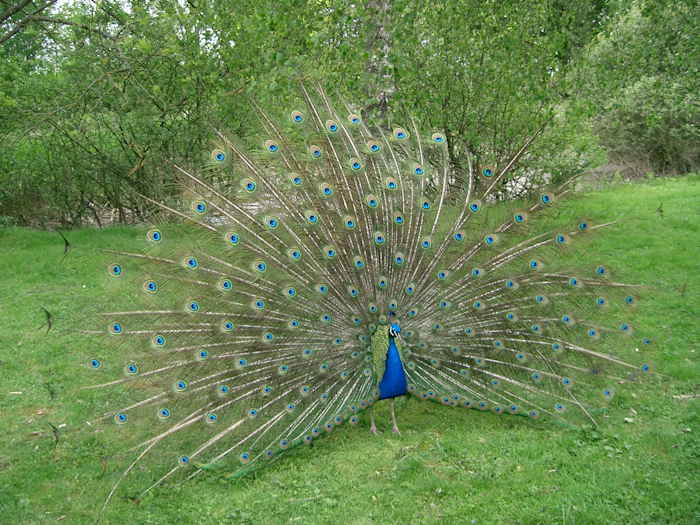 Paon faisant la roue